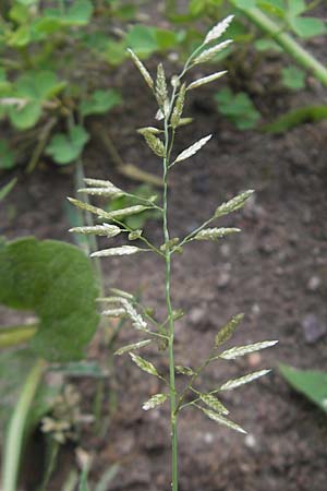 Eragrostis minor \ Kleines Liebesgras / Love Grass, D Karlsruhe 24.7.2010