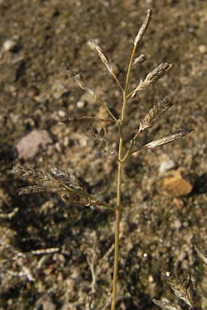 Eragrostis minor \ Kleines Liebesgras / Love Grass, D Reilingen 11.9.2010