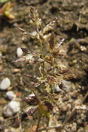 Eragrostis minor \ Kleines Liebesgras / Love Grass, D Reilingen 11.9.2010