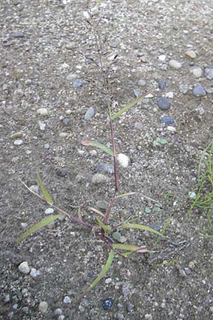 Eragrostis minor \ Kleines Liebesgras / Love Grass, D Reilingen 11.9.2010