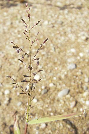 Eragrostis minor \ Kleines Liebesgras / Love Grass, D Reilingen 11.9.2010