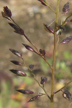 Eragrostis minor \ Kleines Liebesgras / Love Grass, D Reilingen 11.9.2010