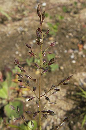 Eragrostis minor \ Kleines Liebesgras / Love Grass, D Reilingen 11.9.2010
