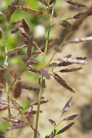 Eragrostis minor \ Kleines Liebesgras / Love Grass, D Reilingen 11.9.2010