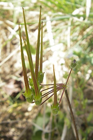 Erodium cicutarium \ Gewhnlicher Reiherschnabel / Common Crane's-Bill, Philary, D Kallstadt 10.4.2011