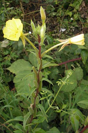 Oenothera ersteinensis \ Ersteiner Nachtkerze / Erstein Evening Primrose, D Mannheim 14.7.2011