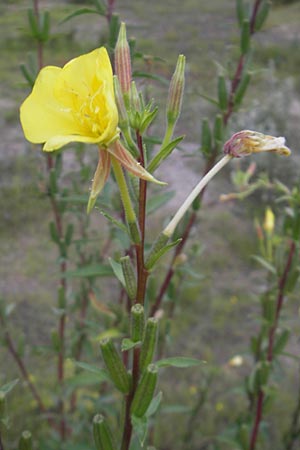 Oenothera ersteinensis \ Ersteiner Nachtkerze / Erstein Evening Primrose, D Mannheim 22.7.2011