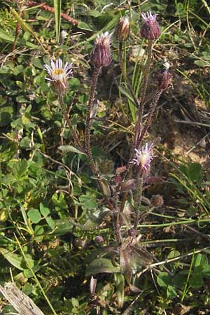 Erigeron muralis \ Sptes Berufkraut / Late Fleabane, D Pfalz, Landau 24.9.2011