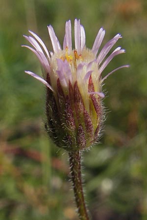 Erigeron muralis \ Sptes Berufkraut / Late Fleabane, D Pfalz, Landau 24.9.2011
