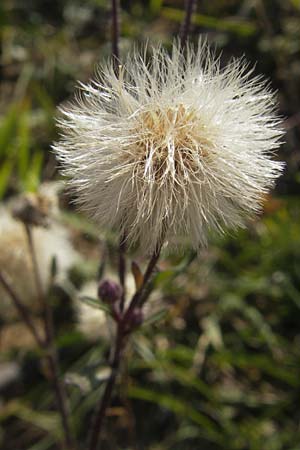 Erigeron muralis \ Sptes Berufkraut / Late Fleabane, D Pfalz, Landau 24.9.2011