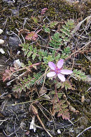 Erodium cicutarium \ Gewhnlicher Reiherschnabel / Common Crane's-Bill, Philary, D Ludwigshafen 8.10.2011