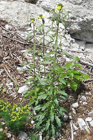 Erysimum repandum \ Brach-Schterich, Ausgespreizter Schterich / Spreading Treacle Mustard, D Franken/Franconia Leutenbach 17.5.2012