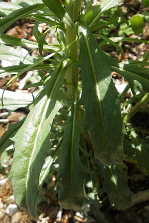 Erysimum repandum \ Brach-Schterich, Ausgespreizter Schterich / Spreading Treacle Mustard, D Franken/Franconia Leutenbach 17.5.2012