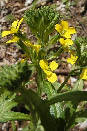 Erysimum repandum \ Brach-Schterich, Ausgespreizter Schterich / Spreading Treacle Mustard, D Franken/Franconia Leutenbach 17.5.2012