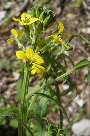 Erysimum repandum \ Brach-Schterich, Ausgespreizter Schterich / Spreading Treacle Mustard, D Franken/Franconia Leutenbach 17.5.2012