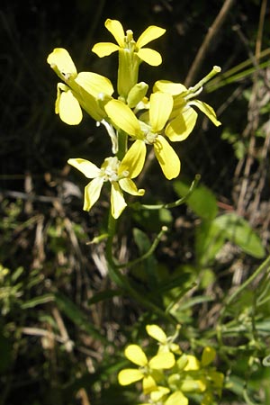 Erysimum crepidifolium \ Bleicher Schterich, Gnsesterbe / Hedge Mustard, D Franken/Franconia Ehrenbürg 17.5.2012