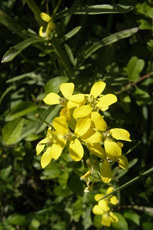 Erysimum crepidifolium \ Bleicher Schterich, Gnsesterbe / Hedge Mustard, D Franken/Franconia Ehrenbürg 17.5.2012