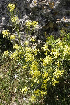 Erysimum crepidifolium \ Bleicher Schterich, Gnsesterbe / Hedge Mustard, D Franken/Franconia Ehrenbürg 17.5.2012