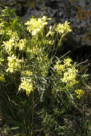 Erysimum crepidifolium \ Bleicher Schterich, Gnsesterbe / Hedge Mustard, D Franken/Franconia Ehrenbürg 17.5.2012