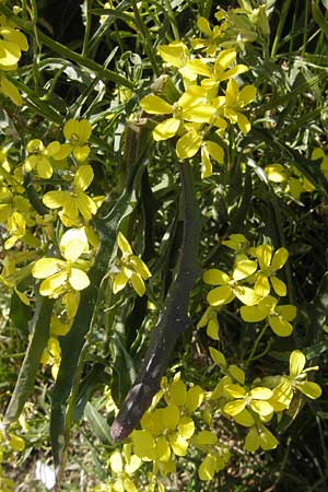 Erysimum crepidifolium \ Bleicher Schterich, Gnsesterbe / Hedge Mustard, D Franken/Franconia Ehrenbürg 17.5.2012
