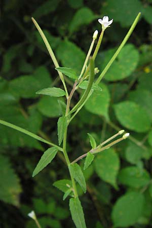Epilobium tetragonum \ Vierkantiges Weidenrschen / Square-Stalked Willowherb, D Mannheim 18.7.2012