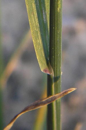 Poa compressa \ Flaches Rispengras, Plattes Rispengras / Flattened Meadow Grass, D Eppertshausen 19.9.2012