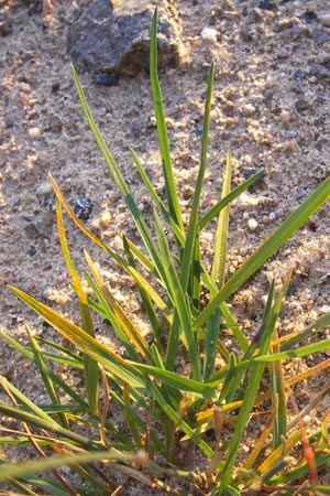 Poa compressa \ Flaches Rispengras, Plattes Rispengras / Flattened Meadow Grass, D Eppertshausen 19.9.2012