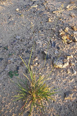 Poa compressa \ Flaches Rispengras, Plattes Rispengras / Flattened Meadow Grass, D Eppertshausen 19.9.2012