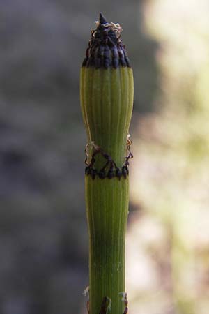 Equisetum ramosissimum \ stiger Schachtelhalm / Branched Horsetail, D Bürstadt 4.6.2013