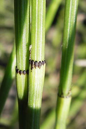 Equisetum ramosissimum \ stiger Schachtelhalm / Branched Horsetail, D Bürstadt 4.6.2013