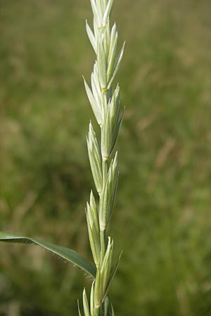 Elymus repens, Couch Grass Elymus repens, Couch Grass