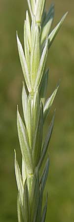 Elymus repens \ Kriechende Quecke / Couch Grass, D Lobbach-Waldwimmersbach 19.6.2013