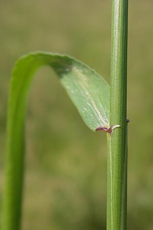 Elymus repens \ Kriechende Quecke / Couch Grass, D Lobbach-Waldwimmersbach 19.6.2013
