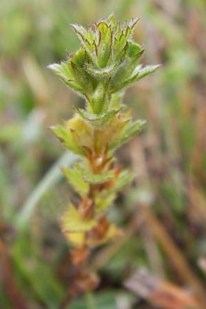Euphrasia rostkoviana \ Gewhnlicher Augentrost / Common Eyebright, D Gladenbach 7.9.2013