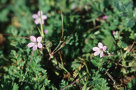 Erodium cicutarium \ Gewhnlicher Reiherschnabel / Common Crane's-Bill, Philary, D Mannheim 6.11.2005