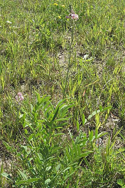 Onobrychis viciifolia \ Futter-Esparsette, Saat-Esparsette / Sainfoin, D Altrip 16.7.2006