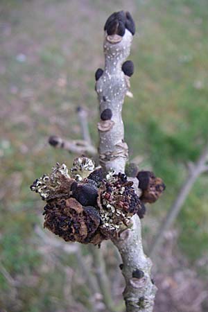 Fraxinus excelsior \ Gewhnliche Esche / Ash, D Mannheim 2.4.2008