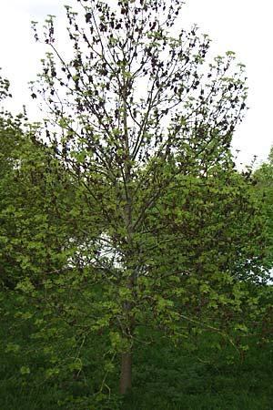 Fraxinus excelsior \ Gewhnliche Esche / Ash, D Edingen 1.5.2008
