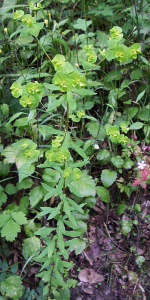 Euphorbia stricta \ Steife Wolfsmilch / Upright Spurge, D Dhaun 16.6.2008