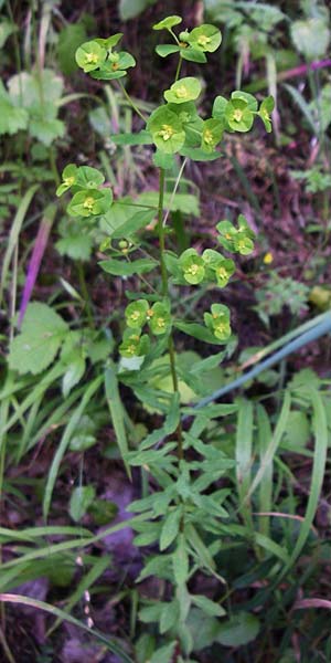 Euphorbia stricta \ Steife Wolfsmilch / Upright Spurge, D Dhaun 16.6.2008
