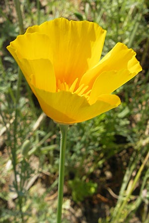 Eschscholzia californica \ Kalifornischer Kappen-Mohn, Goldmohn / California Poppy, D Botan. Gar.  Universit.  Mainz 11.7.2009