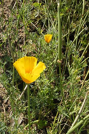 Eschscholzia californica \ Kalifornischer Kappen-Mohn, Goldmohn / California Poppy, D Botan. Gar.  Universit.  Mainz 11.7.2009