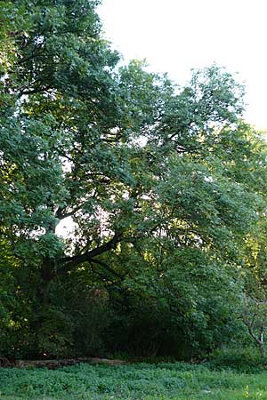 Fraxinus excelsior \ Gewhnliche Esche / Ash, D Mannheim 21.9.2008