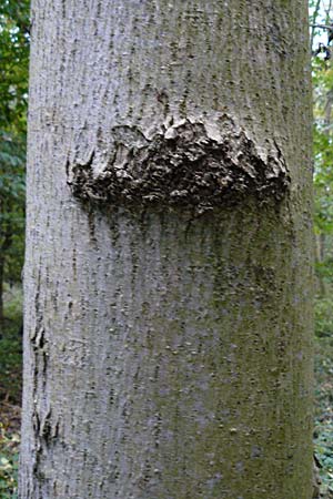 Fraxinus excelsior \ Gewhnliche Esche / Ash, D Langwaden 20.10.2014