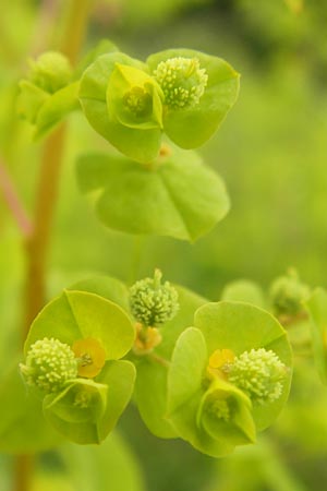 Euphorbia stricta \ Steife Wolfsmilch / Upright Spurge, D Philippsburg 26.6.2013