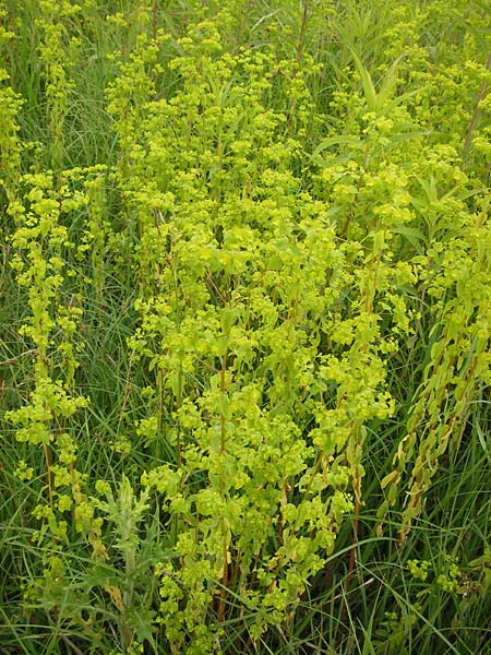 Euphorbia stricta \ Steife Wolfsmilch / Upright Spurge, D Philippsburg 26.6.2013