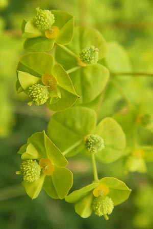 Euphorbia stricta \ Steife Wolfsmilch / Upright Spurge, D Philippsburg 26.6.2013