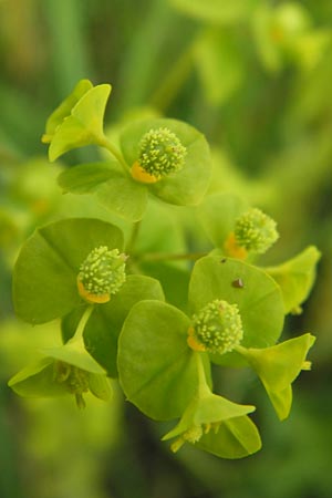Euphorbia stricta \ Steife Wolfsmilch / Upright Spurge, D Philippsburg 26.6.2013