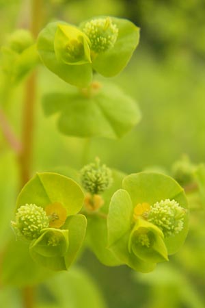 Euphorbia stricta \ Steife Wolfsmilch / Upright Spurge, D Philippsburg 26.6.2013