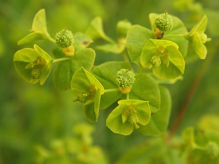 Euphorbia stricta \ Steife Wolfsmilch / Upright Spurge, D Philippsburg 26.6.2013